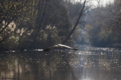 Aves Hemisferio Norte-32