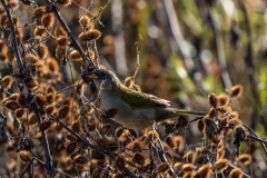 Aves Pumita-14