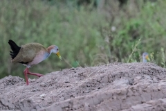 Aves Pumita-18