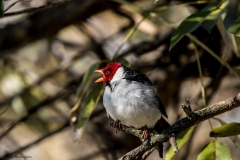 Aves Pumita-23