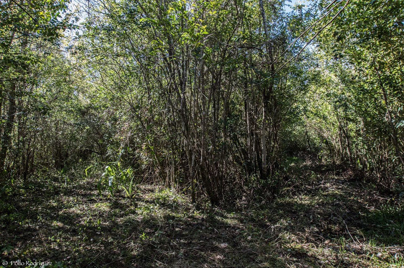 sendero-blastocerus-01 sendero-blastocerus-01