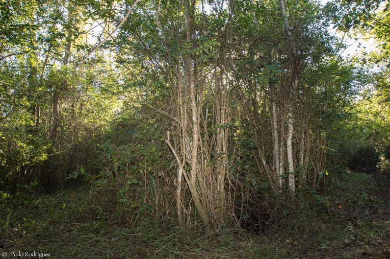 sendero-blastocerus-02 sendero-blastocerus-02