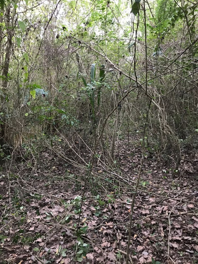 sendero-blastocerus-04 sendero-blastocerus-04