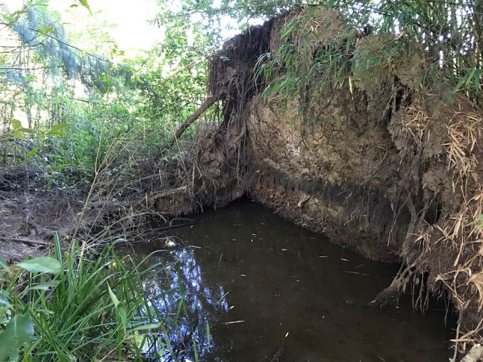 sendero-blastocerus-05 sendero-blastocerus-05