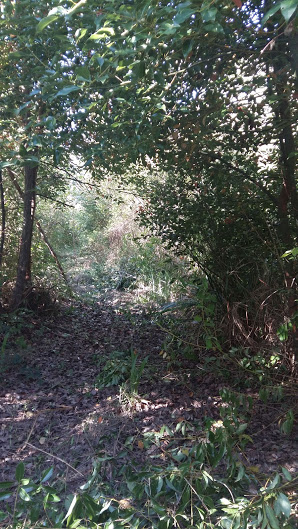 sendero-blastocerus-09 sendero-blastocerus-09