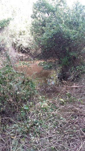 sendero-blastocerus-10 sendero-blastocerus-10