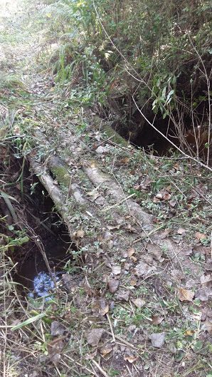 sendero-blastocerus-12