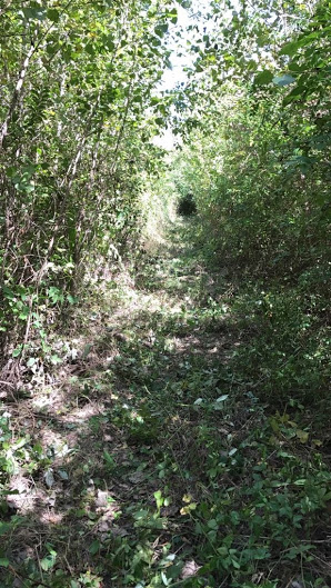 sendero-blastocerus-14 sendero-blastocerus-14