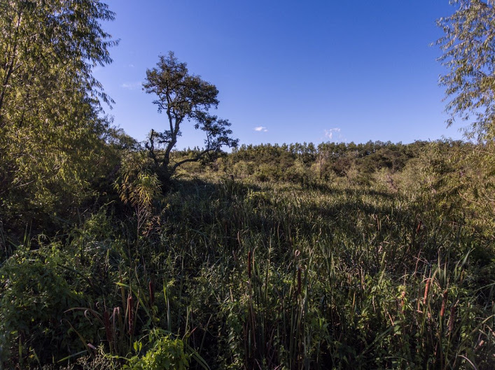 sendero-blastocerus-17 sendero-blastocerus-17