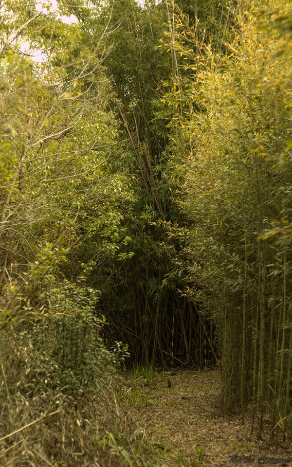 Sendero-de-las-tacuaras-05 Sendero-de-las-tacuaras-05